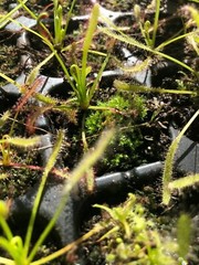 LIVE Carnivorous Cape Sundew (Drosera capensis Typical) Small Plant