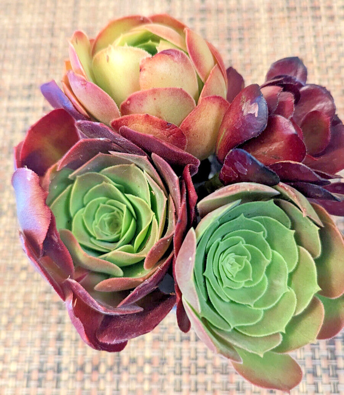 QUARTET (= A SET OF 4 DIFFERENT) AEONIUM CUTTINGS - 2" (= 5 CM) DIAMETER gallery