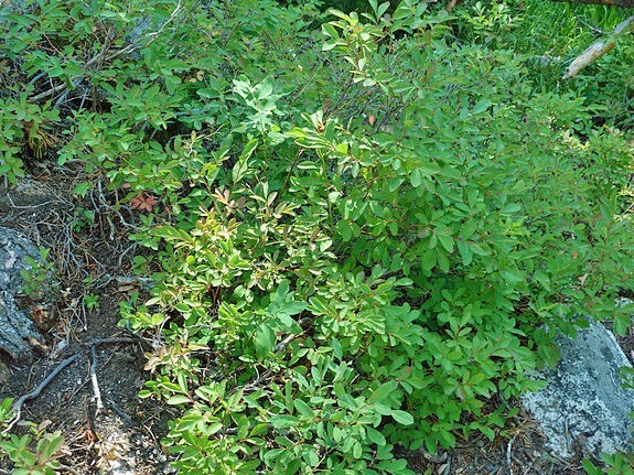 Vaccinium membranaceum | Thinleaf Huckleberry | 20 Seeds gallery