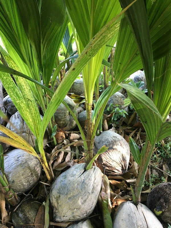 Coconut Tree Live Palm Sprouted Ready To Plant FREE SHIPPING gallery