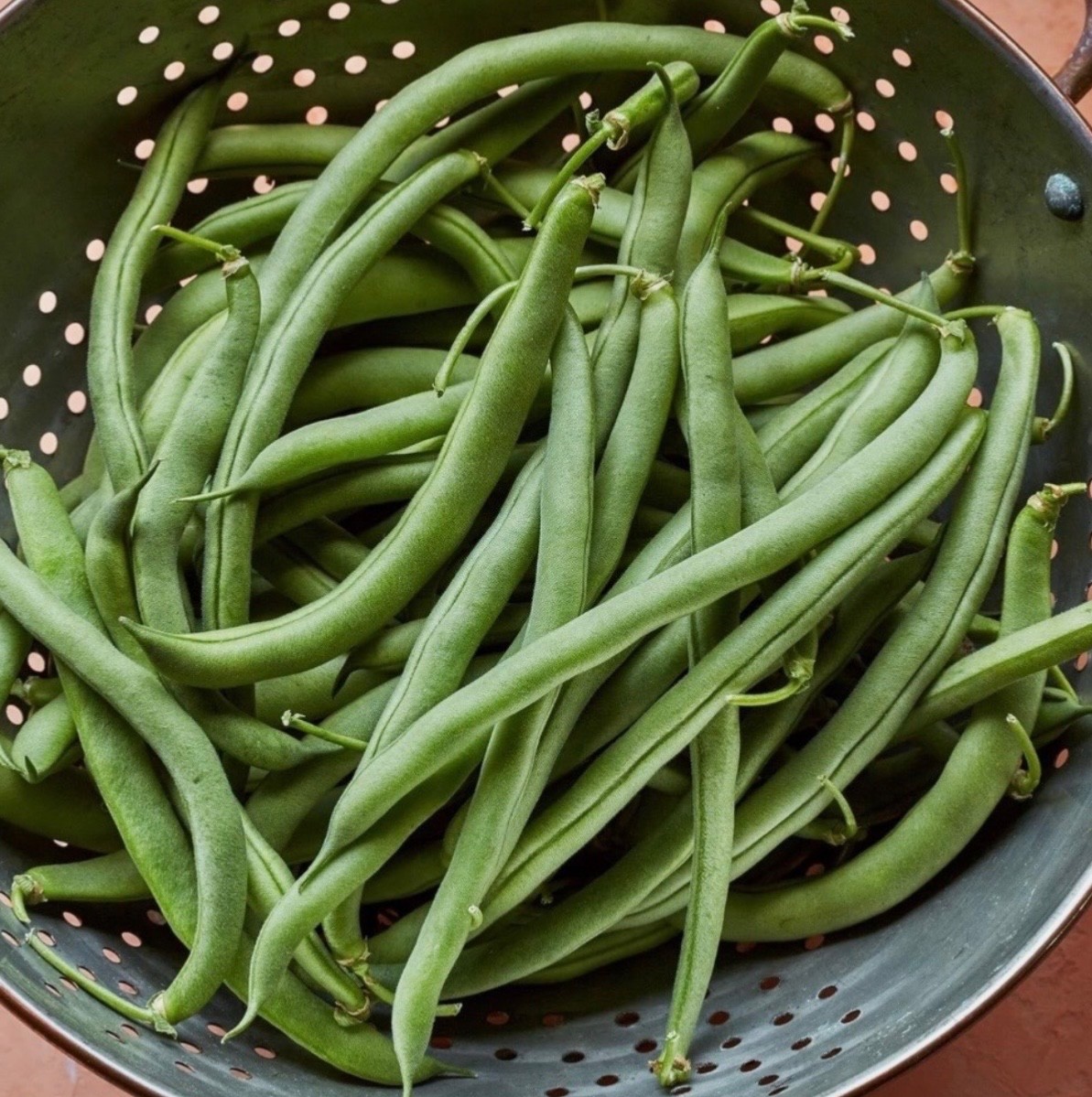 Blue Lake Stringless Pole Bean - Fresh Seeds - Non-GMO Heirloom 🇺🇸 USA Seller gallery