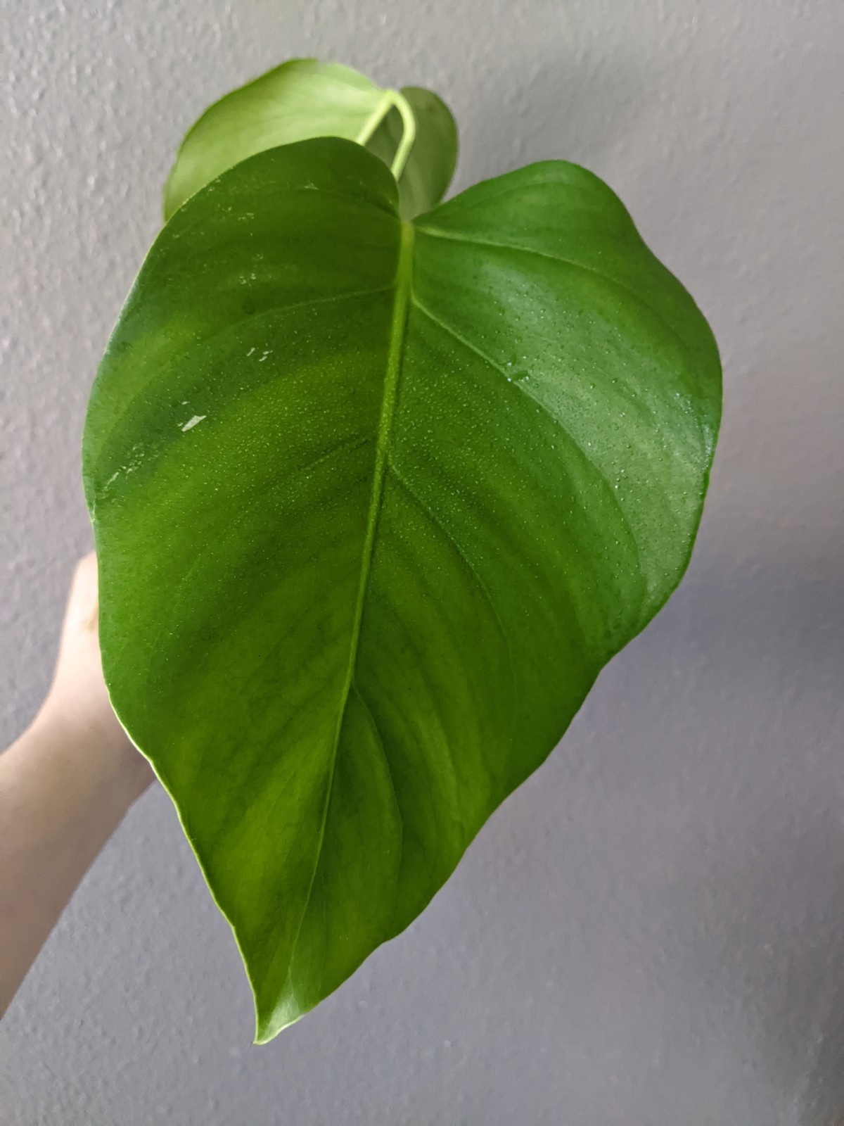 Monstera Albo Deliciosa, Reverted into Swiss Cheese Plant, FREE Shipping gallery