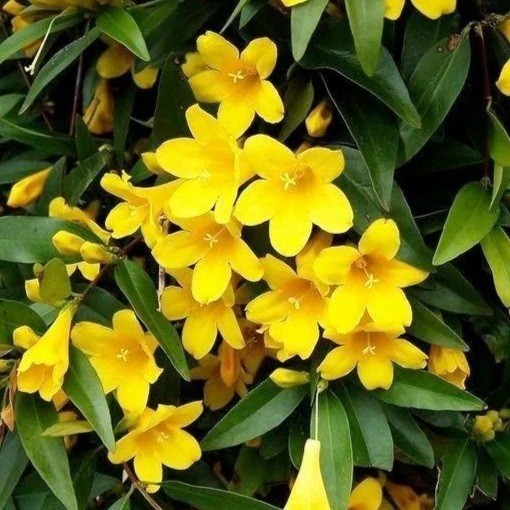 Yellow Jasmine - 25 Seeds - Gelsemium sempervirens | Carolina Jessamine | Flower gallery