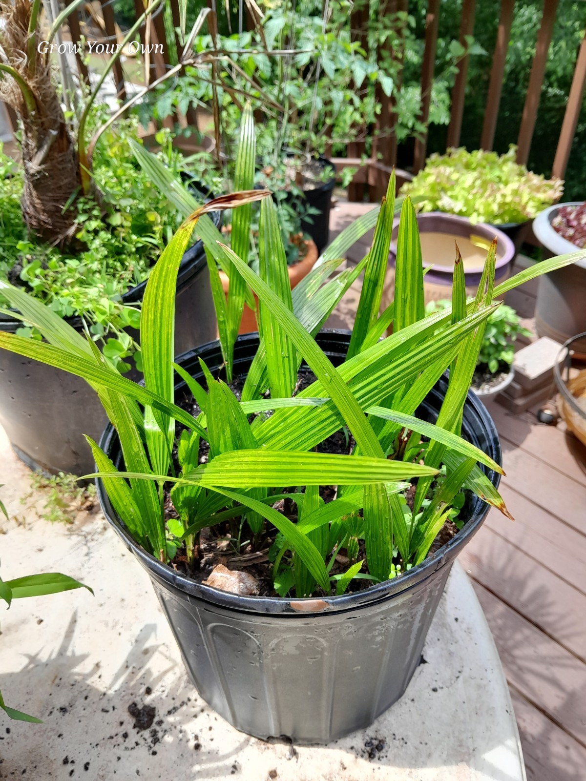 5 Pack- One And Half Year Old Windmill Palm Tree Seedlings + 15 Free Seeds Cold gallery