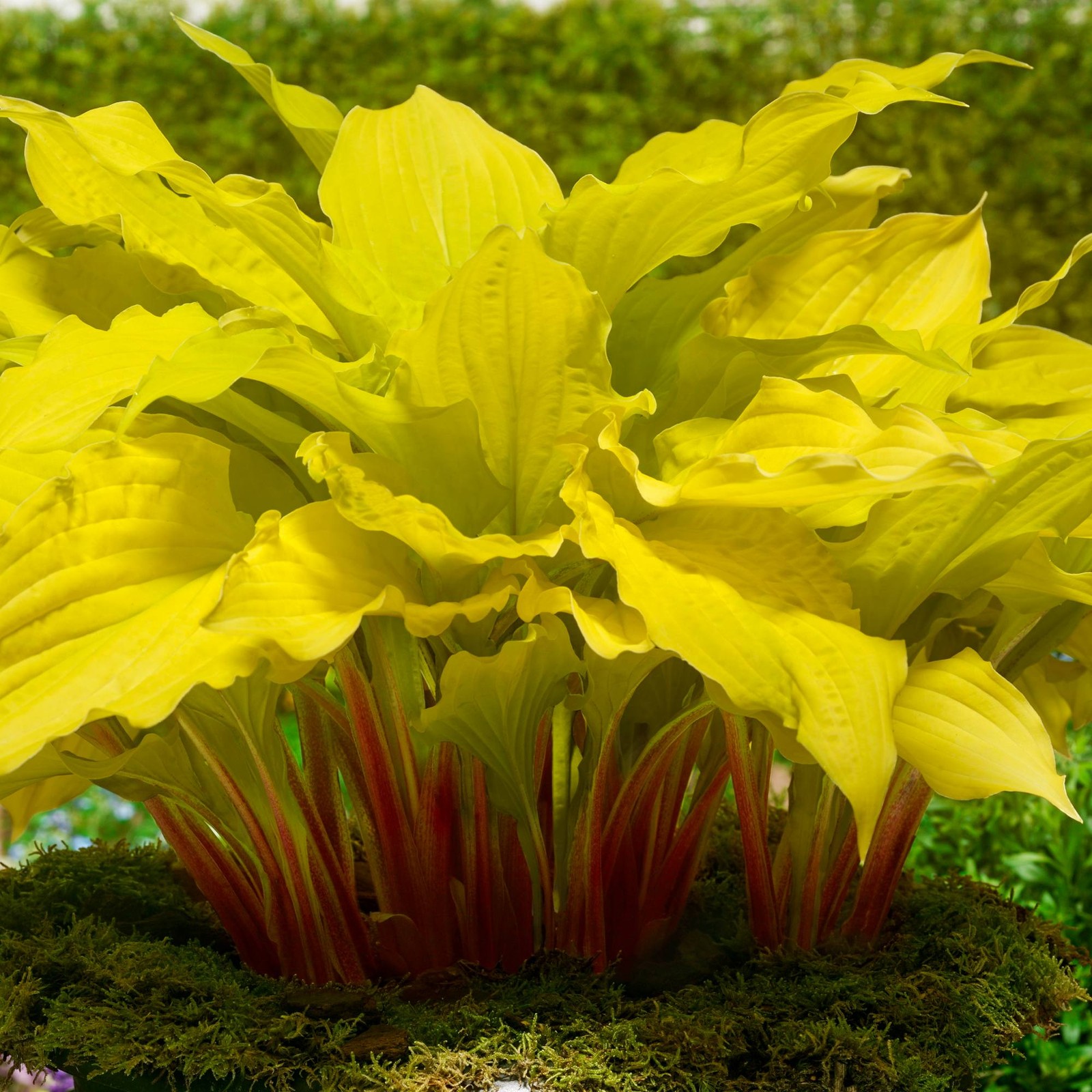Hosta Lipstick Blonde 3 Roots - Summer Flower in Shade Yellow Foliage Red Stalks gallery