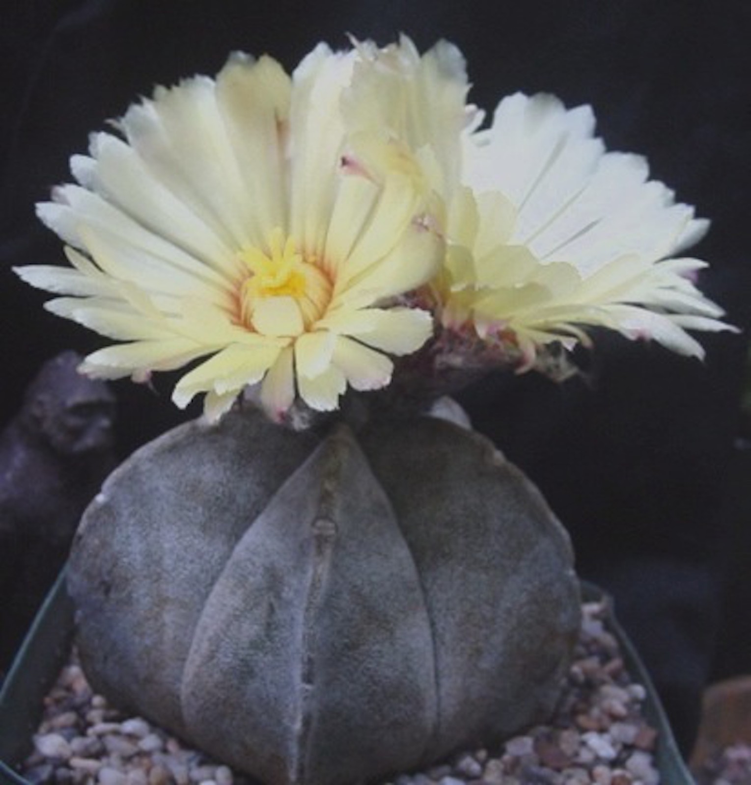 Astrophytum coahuilense succulent cactus gallery