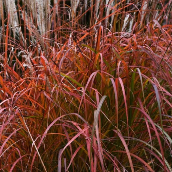 ( 1 ) - Fire Dragon Maiden Grass ( miscanthus ) - Starter Plants ( 4m ) gallery