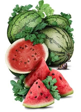 Cal Sweet Watermelon Seeds For Planting (Citrullus lanatus) gallery