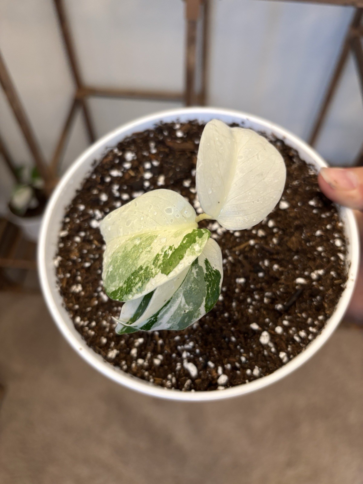 Monstera ALBO FULL MOON 6" Pot Rare Exact Plant #062 gallery