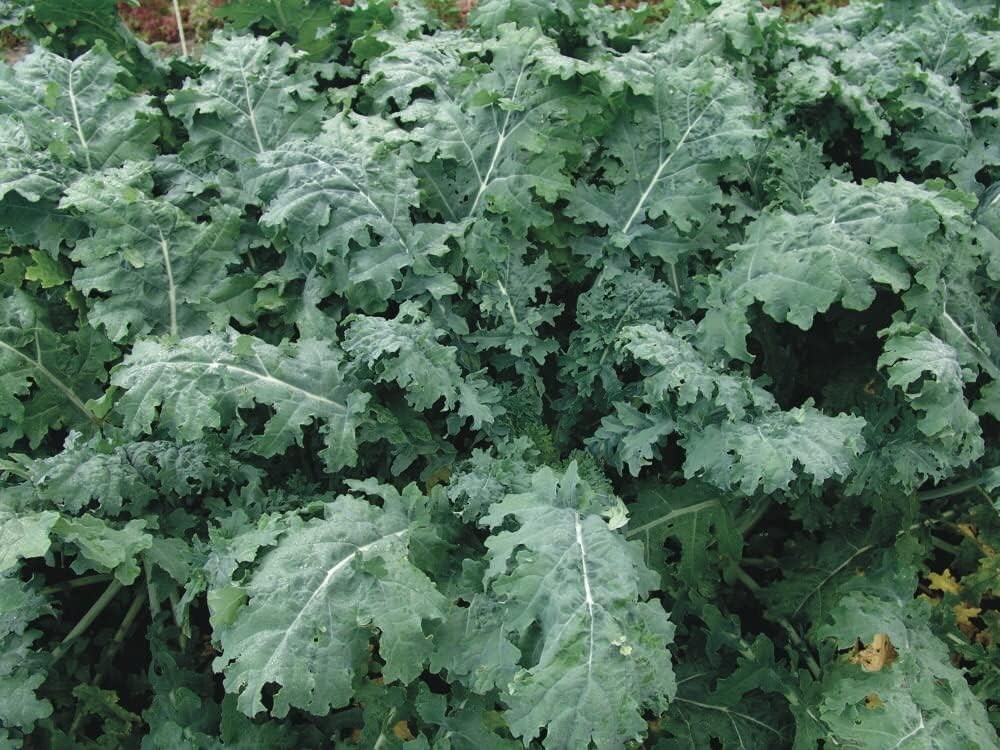 White Russian Kale Seeds 300+ Vegetable Garden Heirloom NON-GMO USA FREE S&H gallery