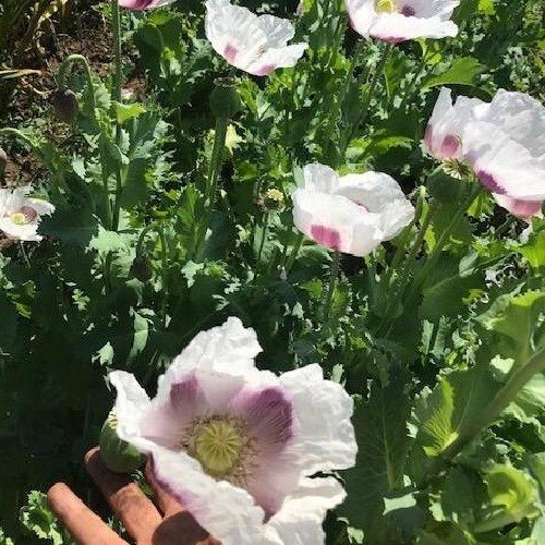 5,000 Fresh Organic Czech Republic Papavear Somniferum Poppy Seeds for Planting gallery