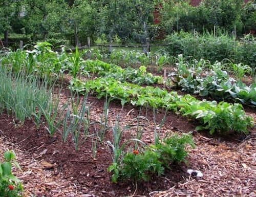 NON-GMO Vegetable Seeds 21 Varieties Garden Emergency Survival Heirloom Seed Kit gallery