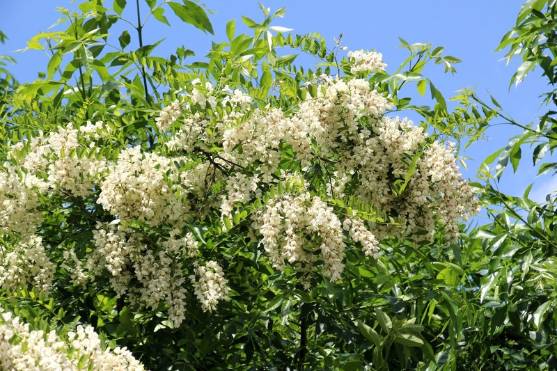25 Flowering BLACK LOCUST TREE Yellow False Acacia Robinia Psuedoacacia Seeds gallery