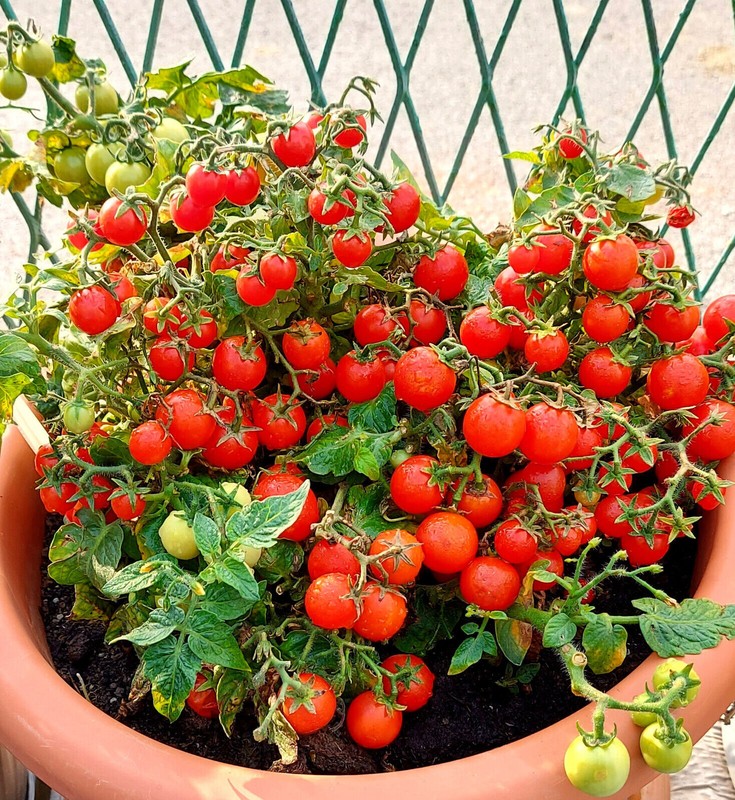 Fresh Red Robin Tomato Seeds | Heirloom & Non-GMO | Fresh Vegetable Seeds gallery