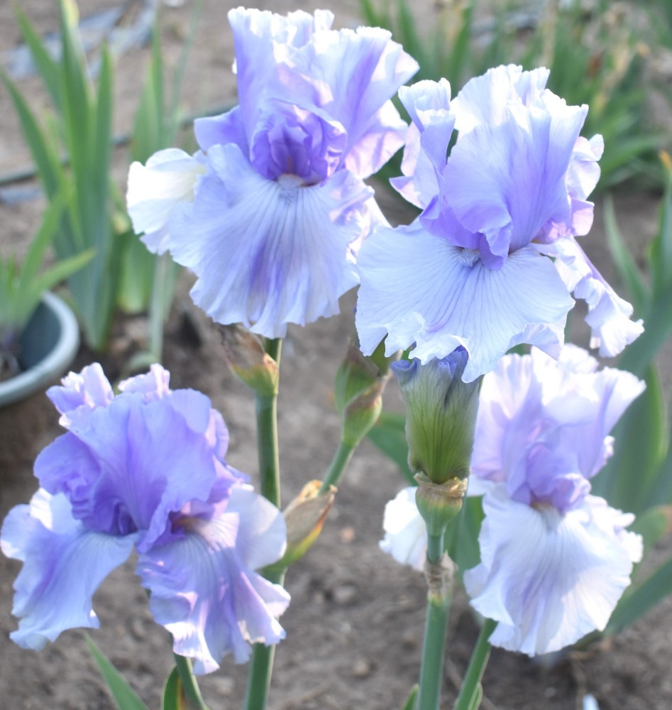 'Misty Twilight' ﻿ Tall Bearded Iris Rhizome PRE-SALE to Ship Aug/Sept