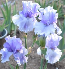 ‘Misty Twilight’ ﻿ Tall Bearded Iris Rhizome PRE-SALE to Ship Aug/Sept