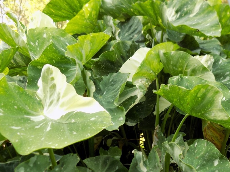 Ele Paio - Milky Way Colocasia / Elephant Ear - 1 Gallon Plant - Rare gallery