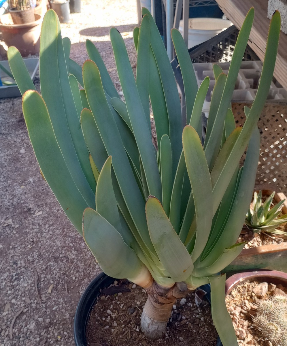Aloe plicatilis Multi Fan Blue Strap Leaves Thick Trunk specimen Plant 48 gallery