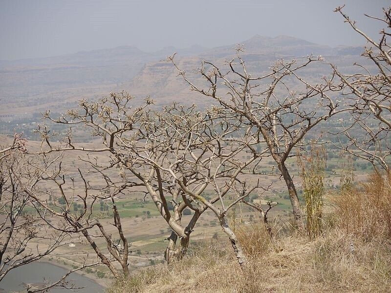 Boswellia serrata | Indian Frankincense | Salai Guggal | 10_Seeds gallery