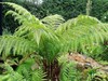 Dicksonia antartica | Soft Tree Fern | 250 Spores gallery