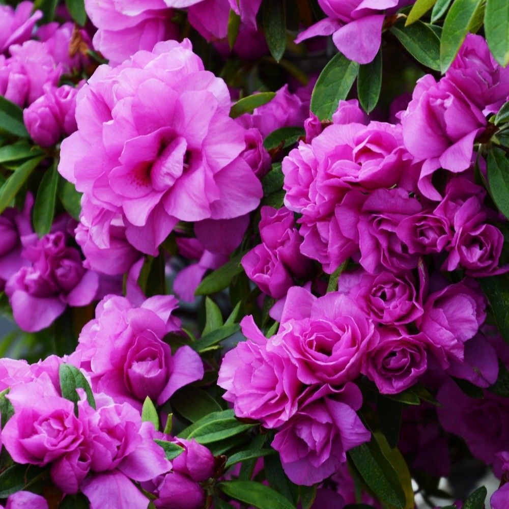 ~~AMELIA ROSE~~Azalea Rhododendron Deciduous SMALL ROOTED Starter Plant~~ gallery