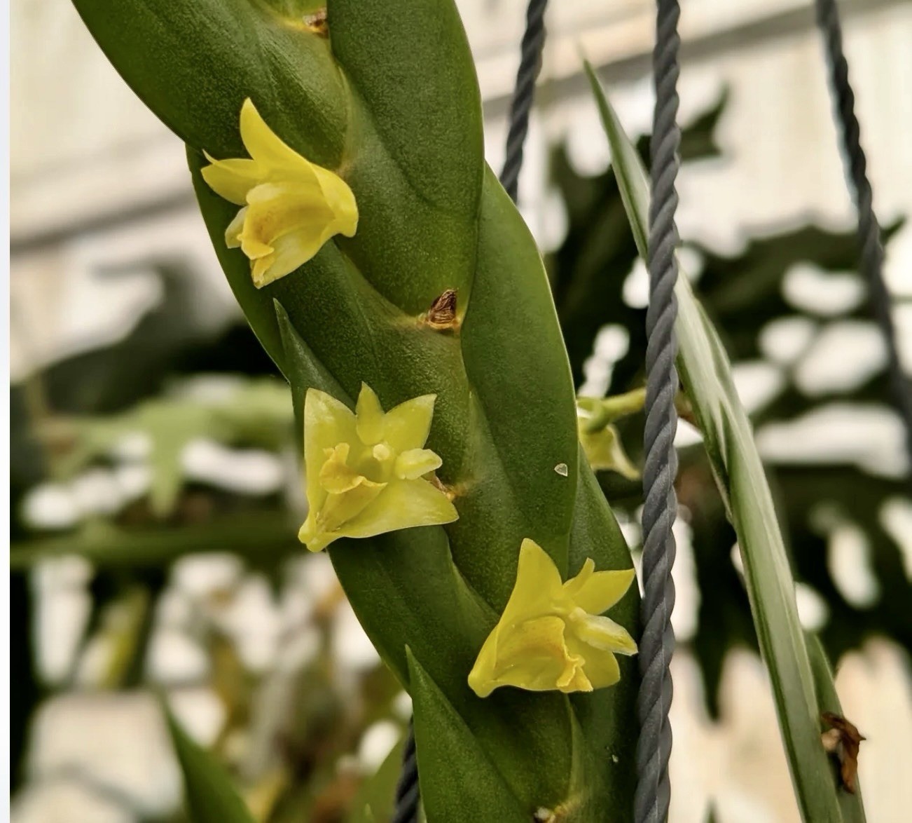 Dendrobium keithii Unusual Braided Orchid Plant Aporum Group Fragrant gallery
