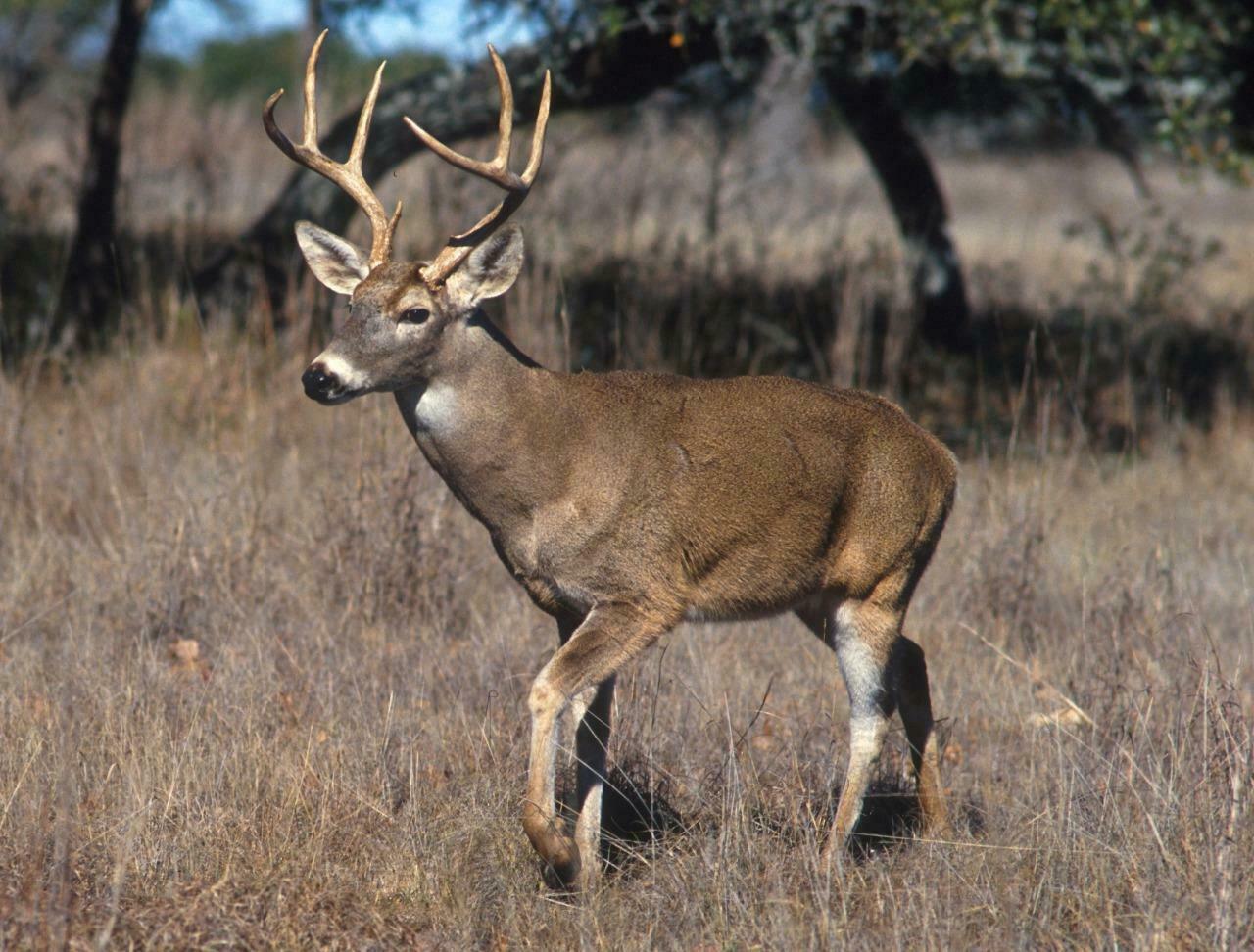 WHITE TAILED DEER GLOSSY POSTER PICTURE PHOTO PRINT virginia whitetail 4981 gallery