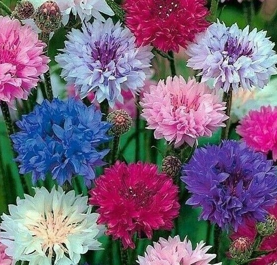 DWARF MIX CORNFLOWER SEEDS 200+ BACHELOR BUTTON FLOWER wildflower Free Shipping gallery