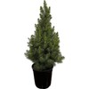 Dwarf Alberta Spruce Evergreen Tree 2.5 Qt Live Picea glauca Deer Resistant gallery