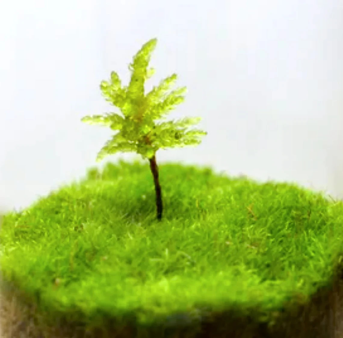Climacium Tree Moss 15 pcs (Dendroides / Americanum) Live Moss for Terrarium gallery