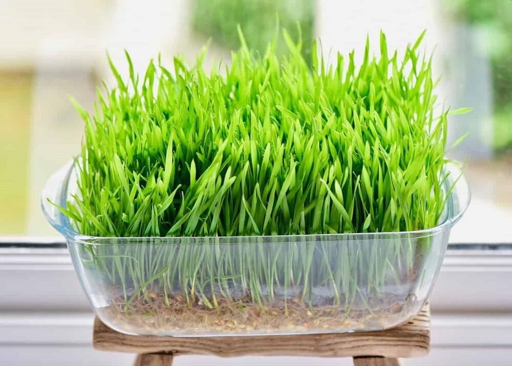 12 oz Cat Grass gallery