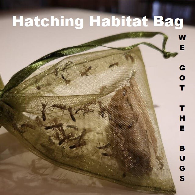 6 LARGE Fresh Praying Mantis Egg Case + Hatching Habitat Bag Picked 2025 Season gallery