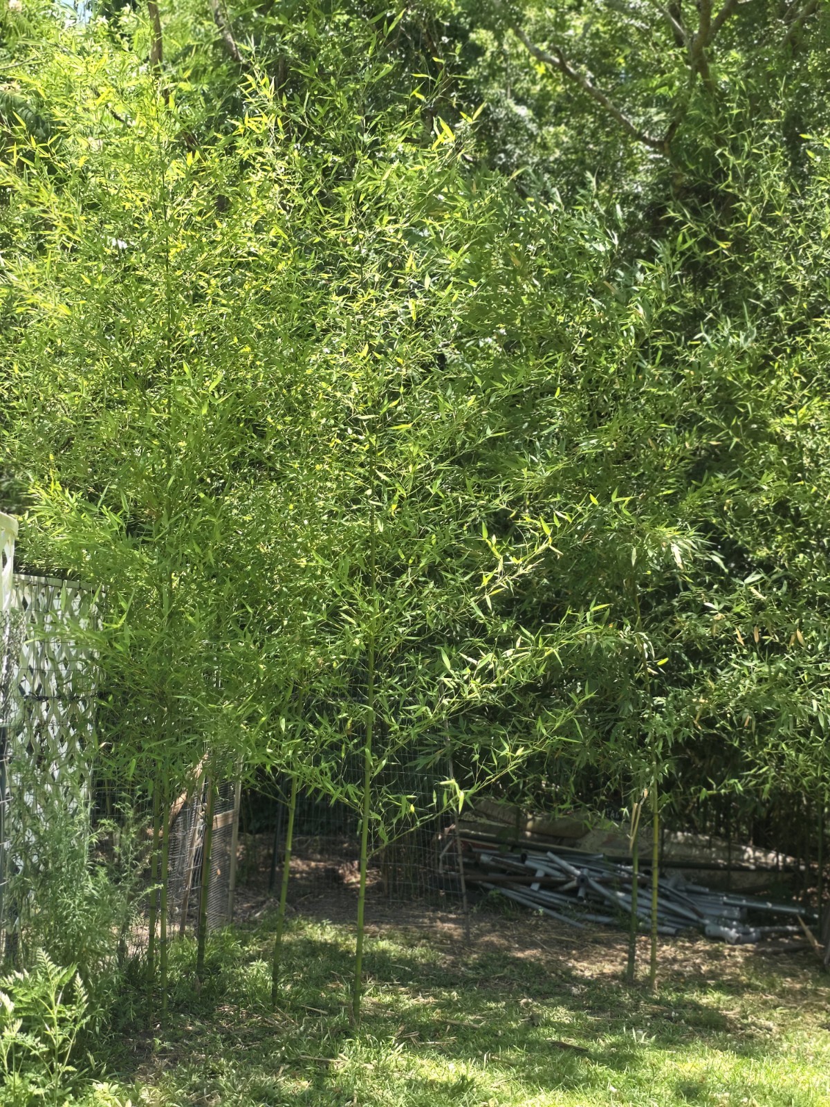 20 Yellow Grove running Bamboo singles & clustered in length Rhizomes cuttings gallery