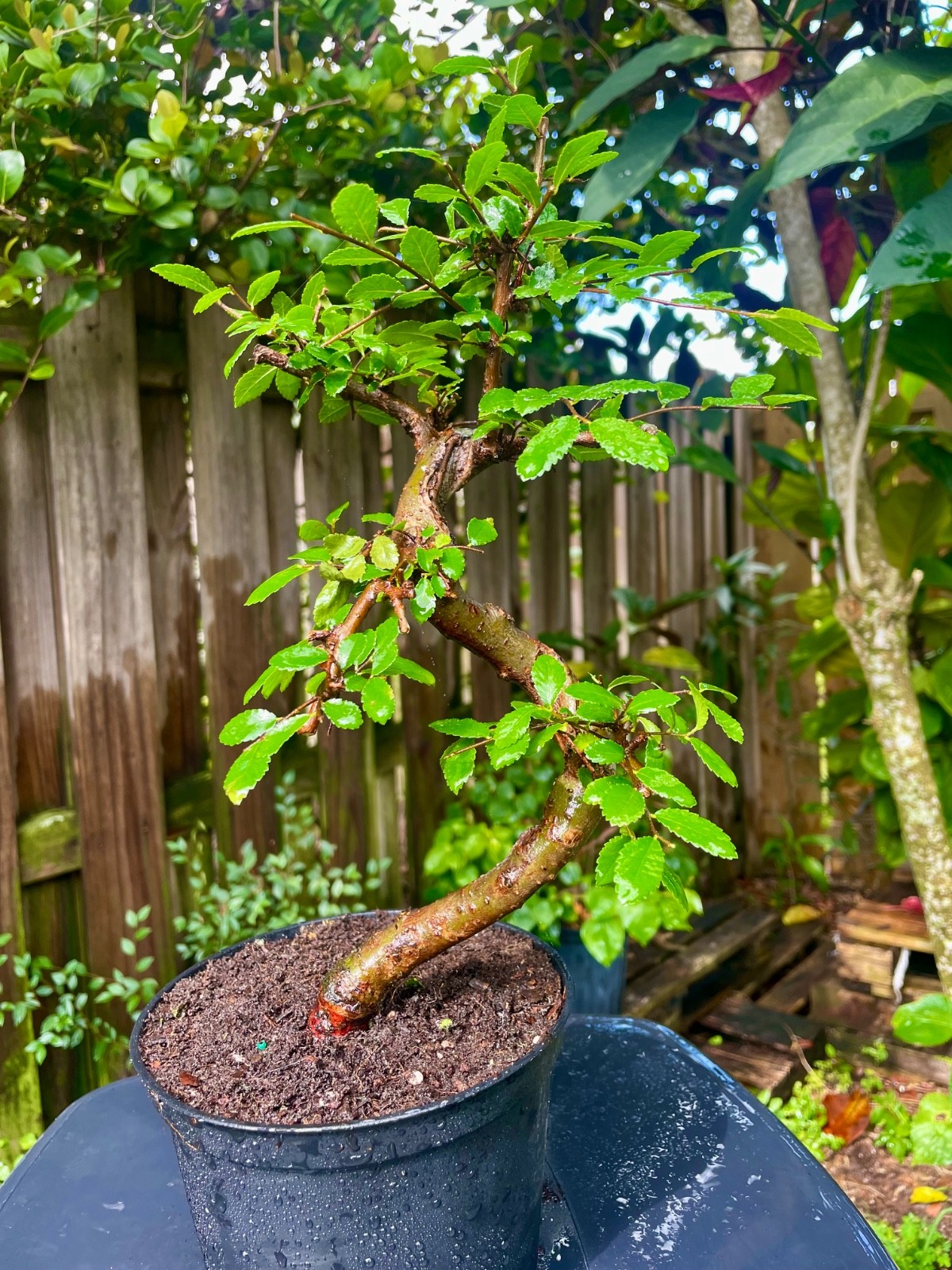 CHINESE ELM Pre-Bonsai /Bonsai S Tree Cold Hardy / Tiny leaves 5 years old gallery
