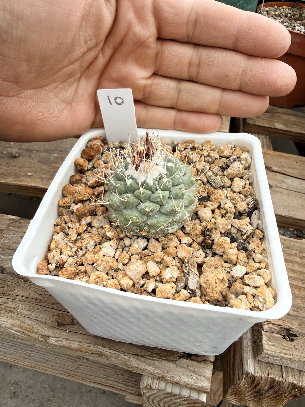 Strombocactus Disciformis Cactus gallery
