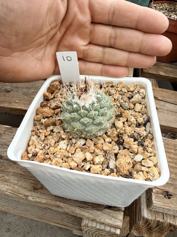 Strombocactus Disciformis Cactus gallery