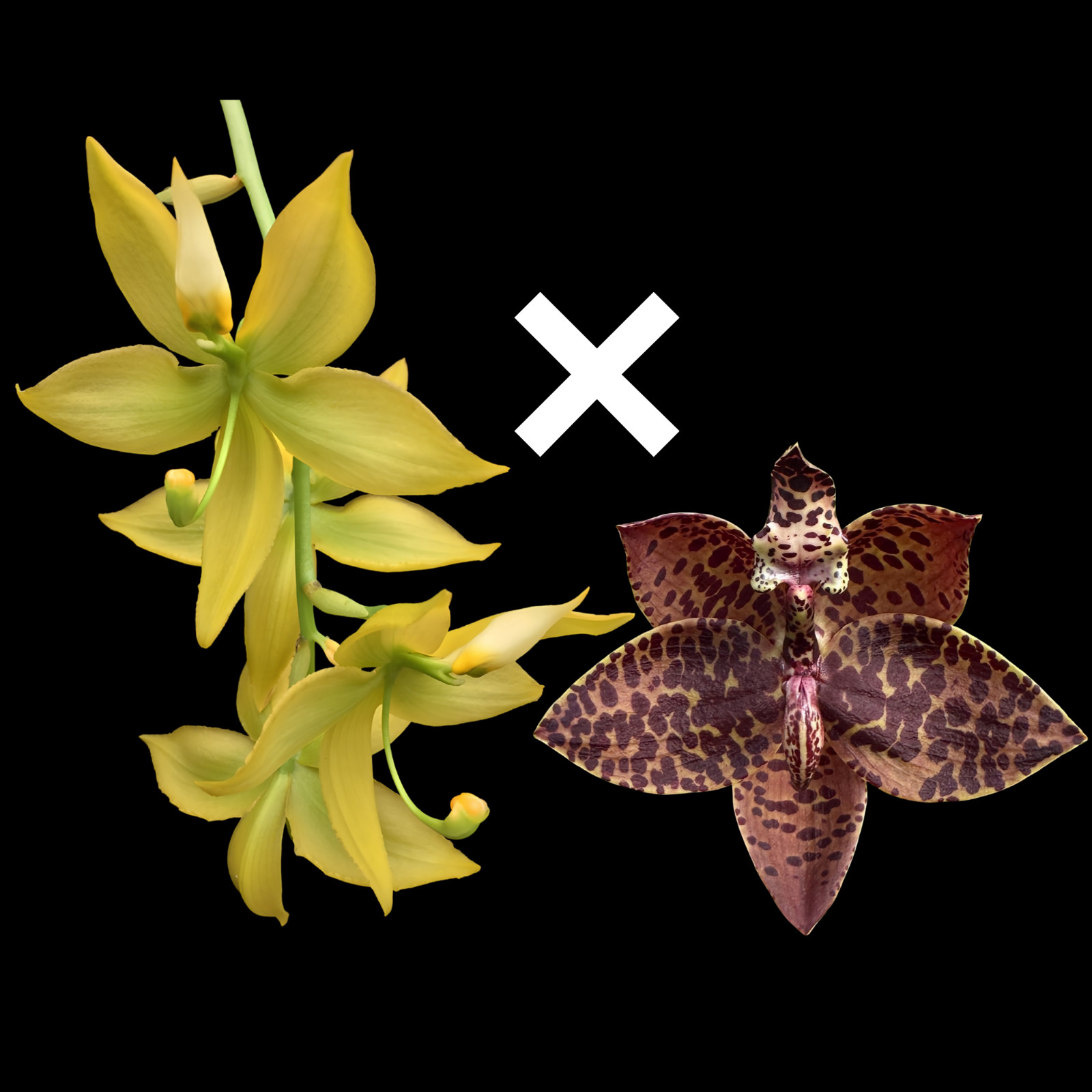 Cyc. lehmannii x Cyc. Brown's Choice 'Spotted Swan' | BS not in bloom gallery