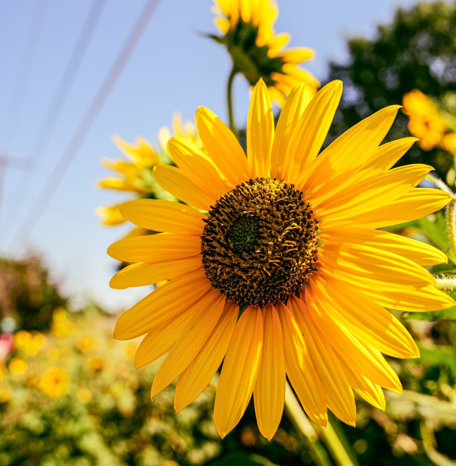 Sunflower Seeds California Native Annual Drought Tolerant Flower to Feed Birds H gallery