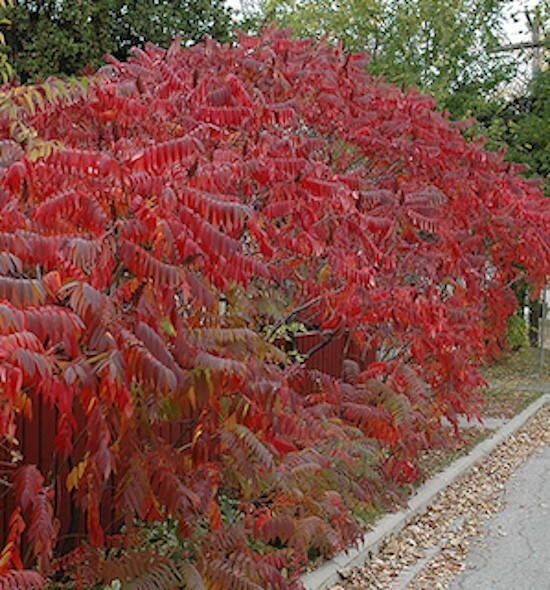Staghorn Sumac Seeds Rhus Typhina Native Red Lemonade Red Fall Colors Landscape gallery