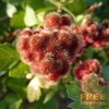 FRAGRANT LEMON SUMAC Rhus Aromatica - 20 SEEDS. FREE S&H gallery