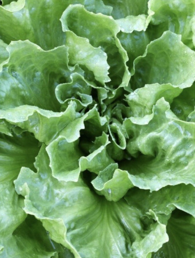 2000+Broadleaf Batavian Endive Seeds(Cichorium endivia) Escarole (2,000 Seeds) gallery