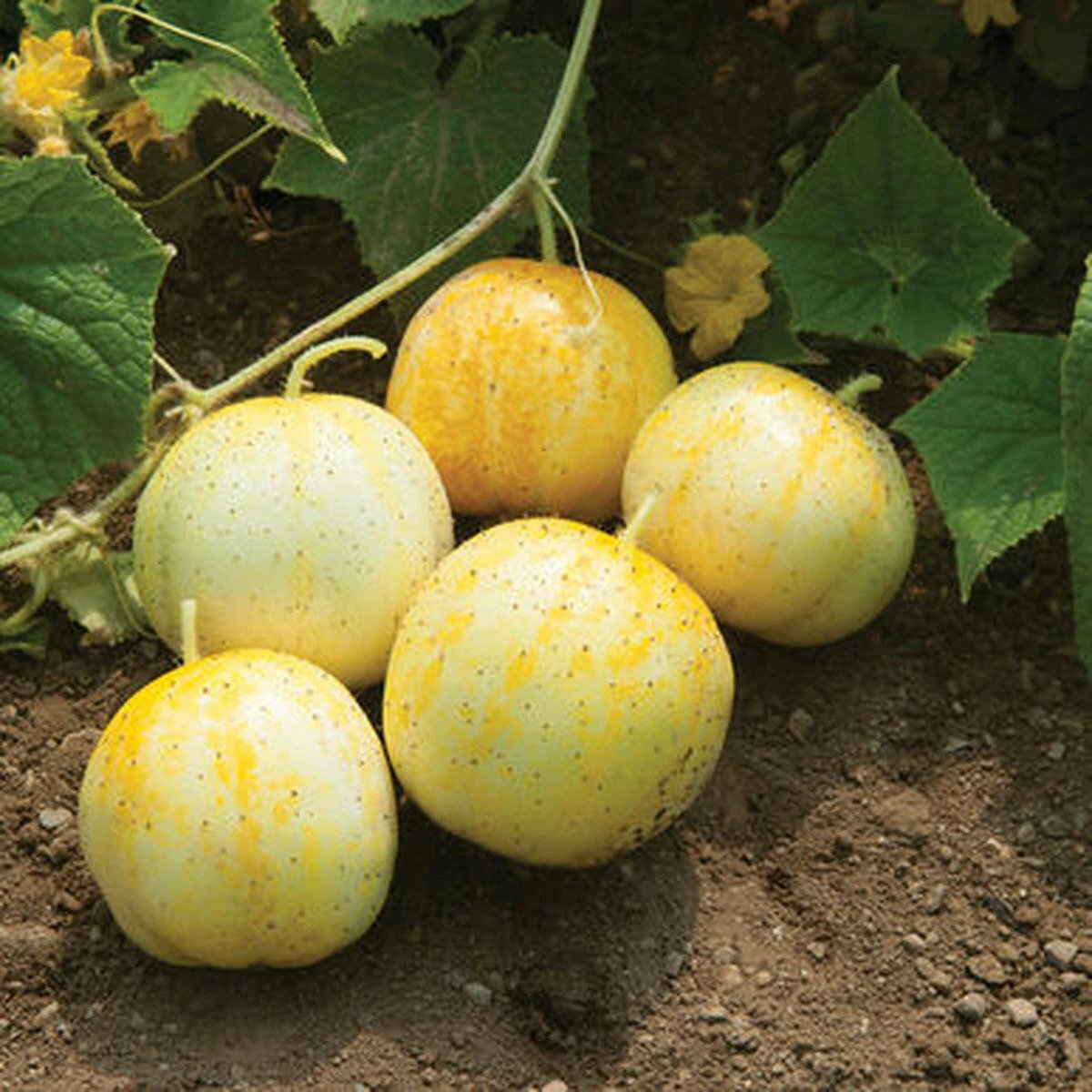 Lemon Cucumber Seeds, Budamkaya, Burpless, NON-GMO, Variety Sizes, FREE SHIP gallery