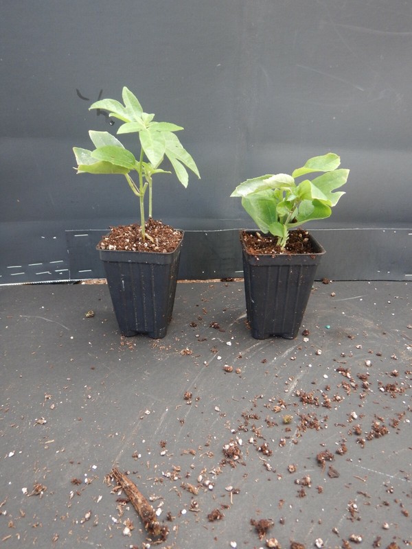 ~~MAYPOP PASSIFLORA~~Starter Plant~~Passiflora Incarnata~~BUTTERFLY HEAVEN! gallery