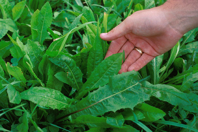 800 EMERALD CATALOGNA ENDIVE Italian Chicory Cichorium Endivia Seeds *Flat S/H gallery