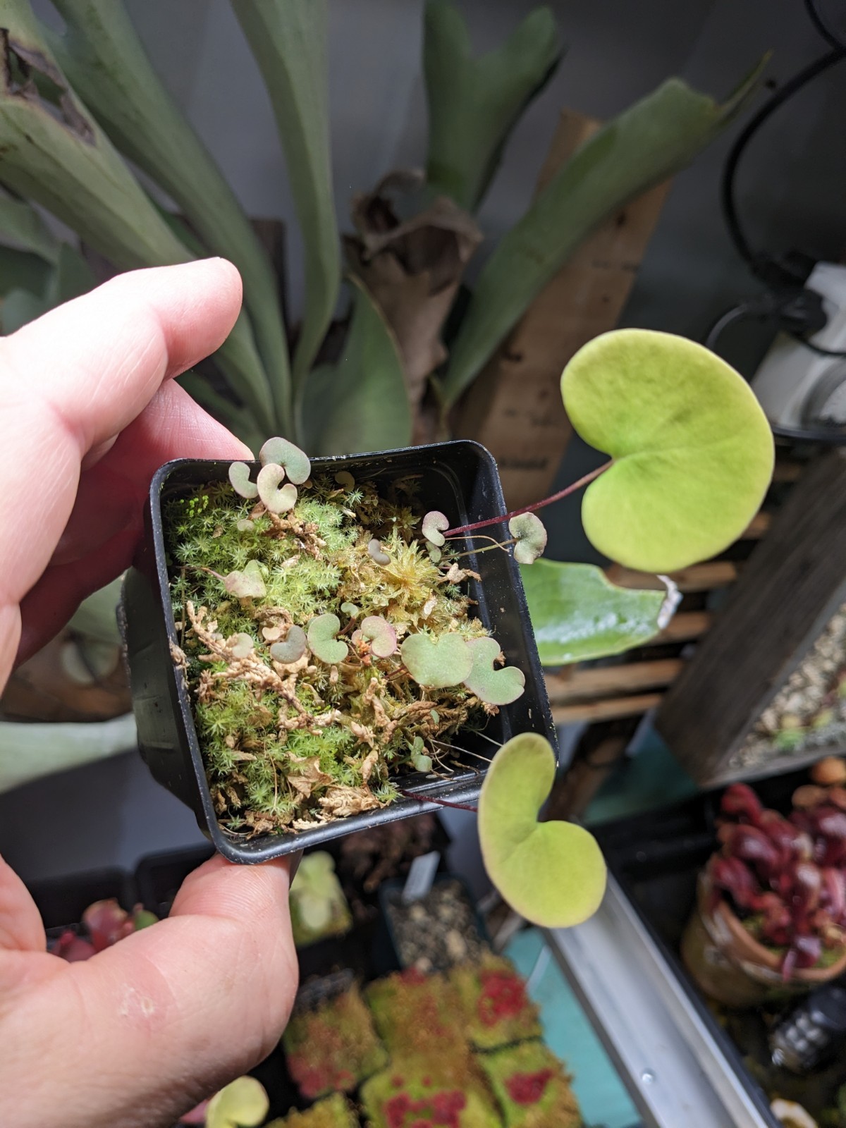 Utricularia reniformis (f. courte) gallery