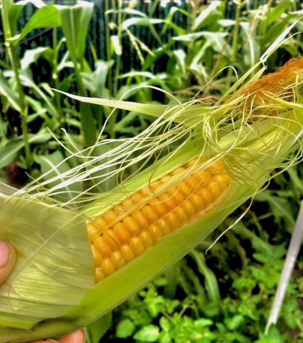 Golden Bantam Sweet Corn | Fresh Seeds | Non-GMO Heirloom, USA Seller 🇺🇸 gallery