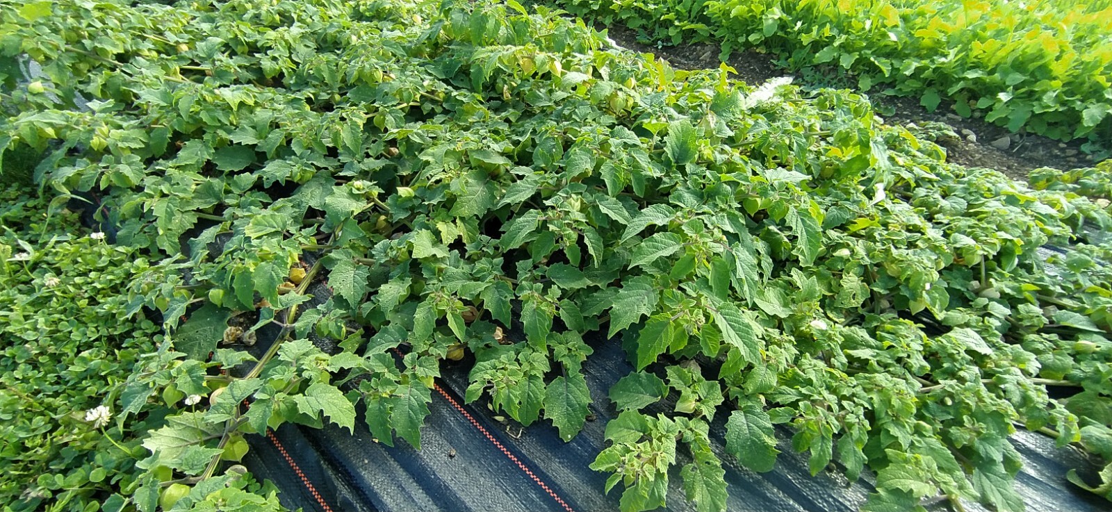 Ground Cherry Seeds (Min 100 Seeds) Grown in USA. FREE SHIP gallery