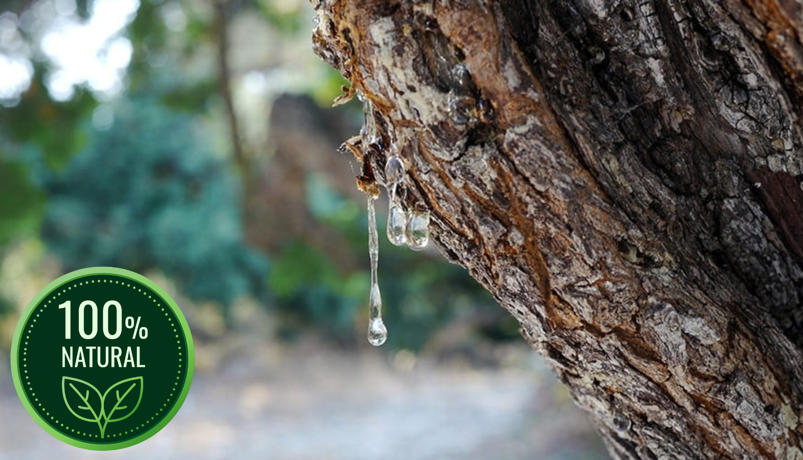 Chios Mastic Gum Resin | 100% Authentic Greek Mastiha | Rumi Mastagi gallery