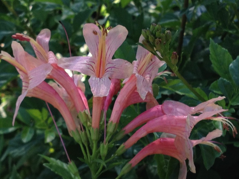 MANGO Cape Honeysuckle Plant Peach Apricot Bloom Rare Color Attracts Hummingbird gallery
