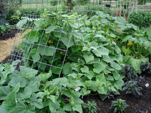 Vegetable Seed MEDIUM SURVIVAL Garden Collection 20 Types Heirloom NON-GMO gallery